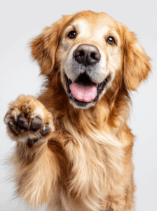 Happy golden retriever with its tongue out, raising one paw as if giving a high five, against a plain white background.